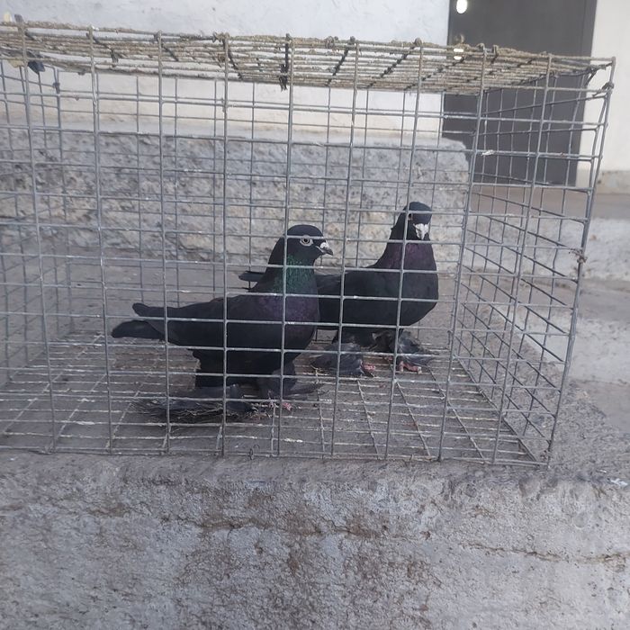 Жук пара лет с игрой самка подгребает