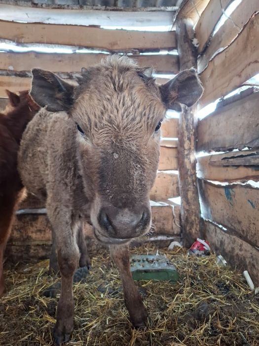 Тёлочка 7-8 месяцев