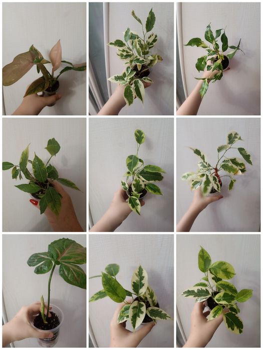 Фикусы Бенджамина,продажа