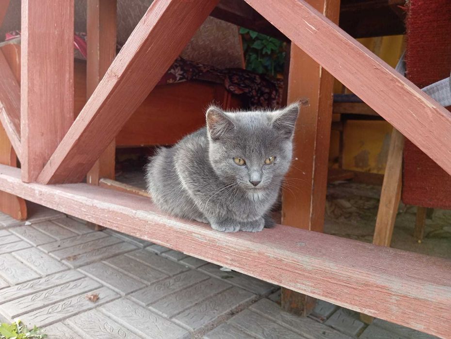 Отдам котят в добрые руки!