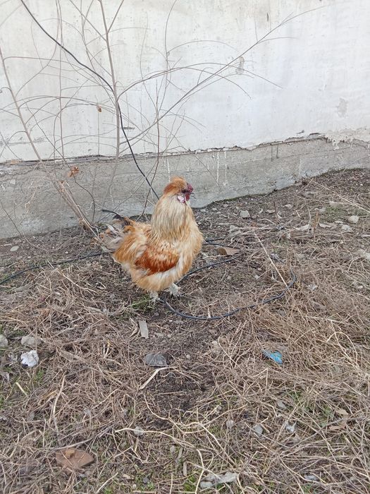 Китайский шелковый 1.2 мес.