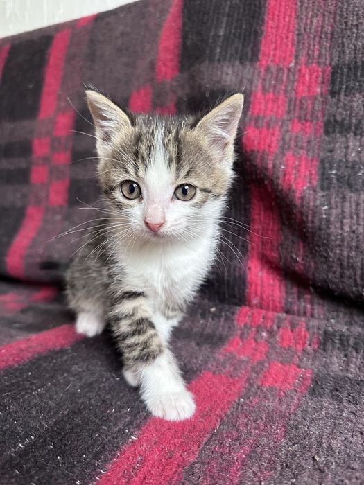 Котята даром полтара месяца