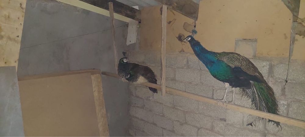 Срочна продоется ПАВЛИНЫ