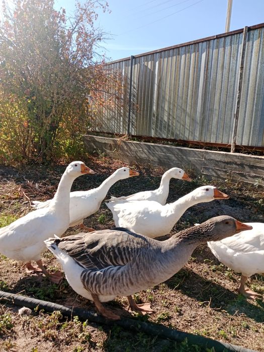 Гусиные яйца  крупные