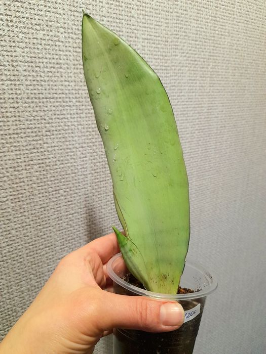 Продам Сансевиерия Металлика