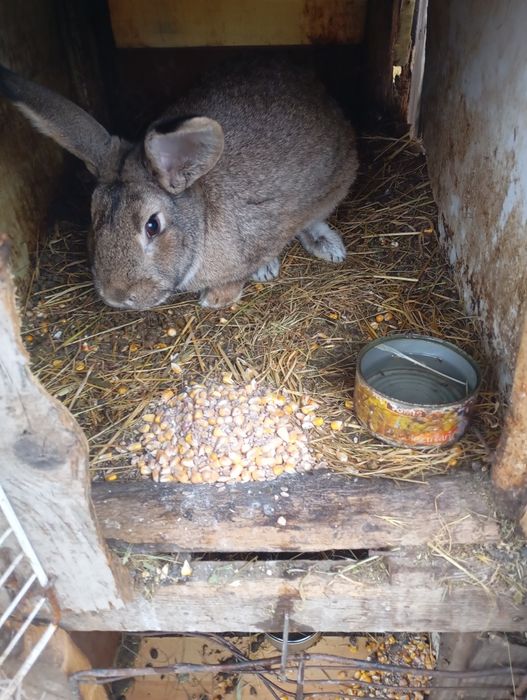 Iepuroi De Belgian Cu Neozeelandez pitic