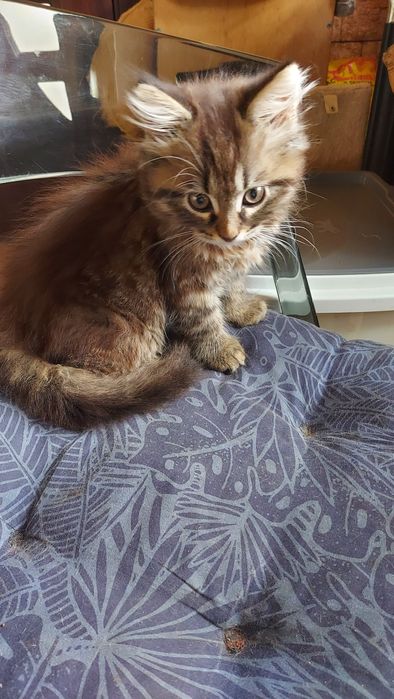 Donez pisicuta superba