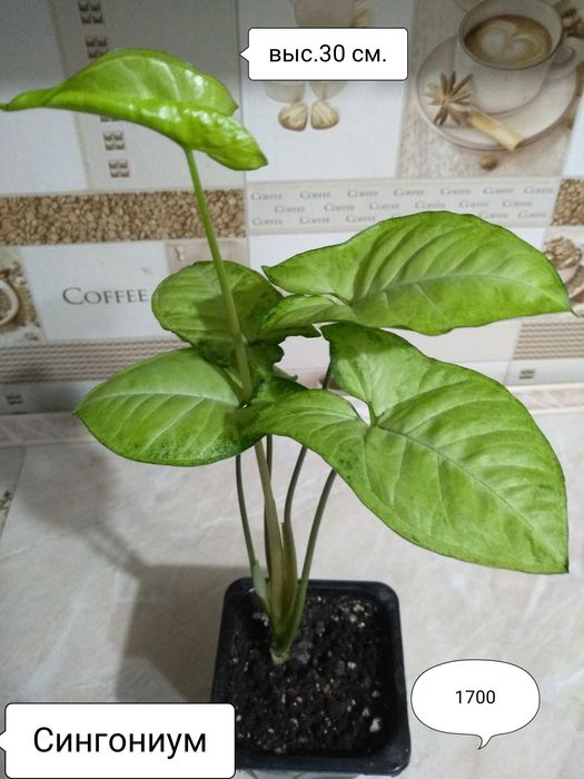 Продам Сингониумы