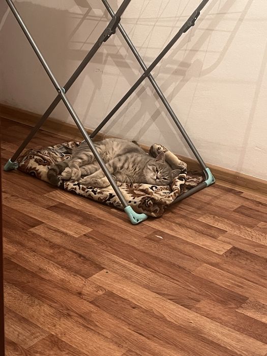 Кот домашний