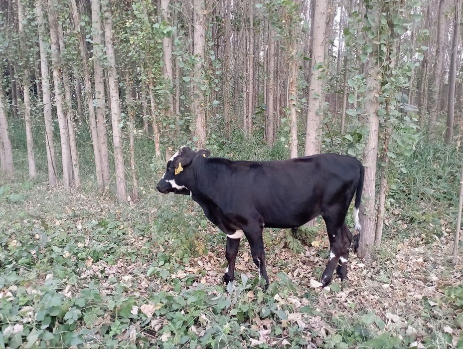Buqacha sotiladi