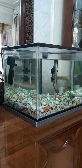 Akvarium Va Guppi 20ta