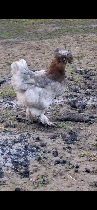 Vand 20 oua de gaini motate