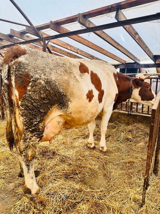 Vacă de vânzare la alegere