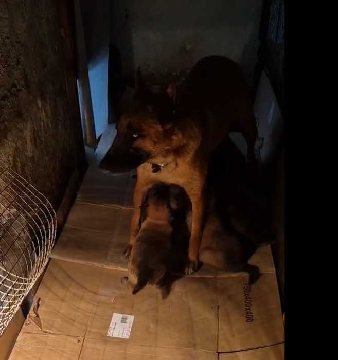 Белгийски Овчарка Малиноа - мъжки и женски, 1ва ваксина