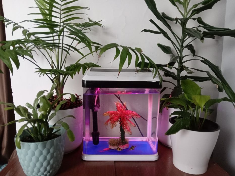 Растения с аквариумам и рыбками кормам, продам!