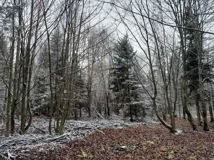 Vand teren cu padure extravilan 61 ari, Părteștii de Sus jud Suceava