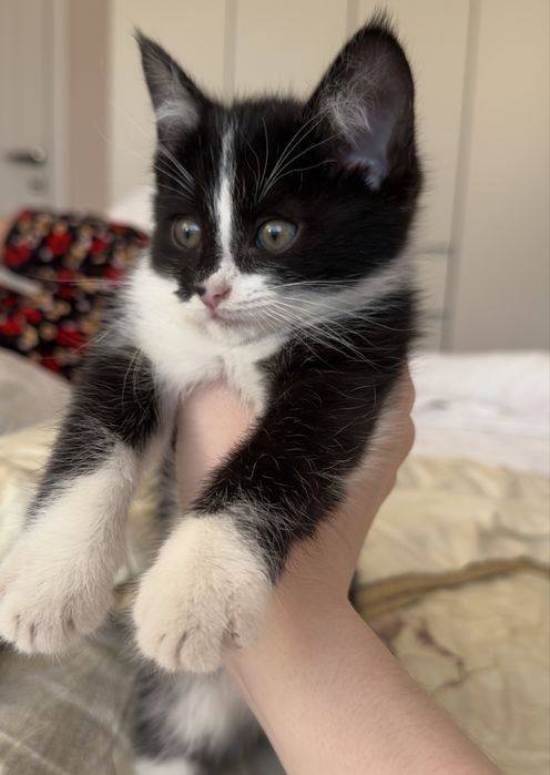 Кота отдам даром