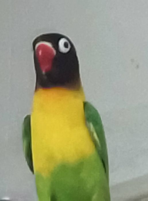 Неразлучники малыши местные