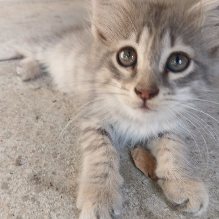 котята, отдам даром