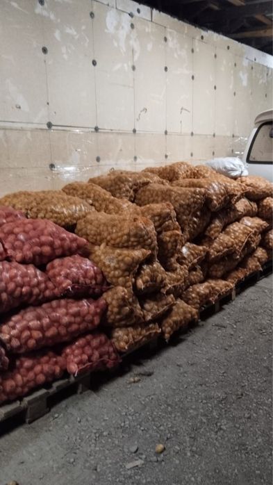 Картофель сорт Гала на семена