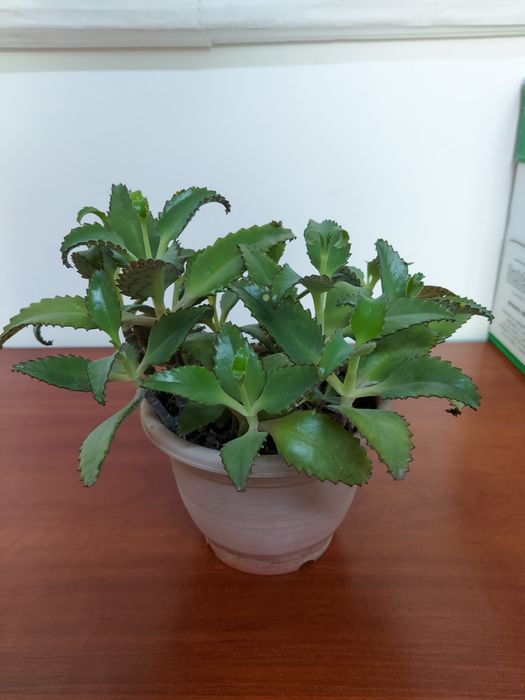 Цветы каланхое лечебный