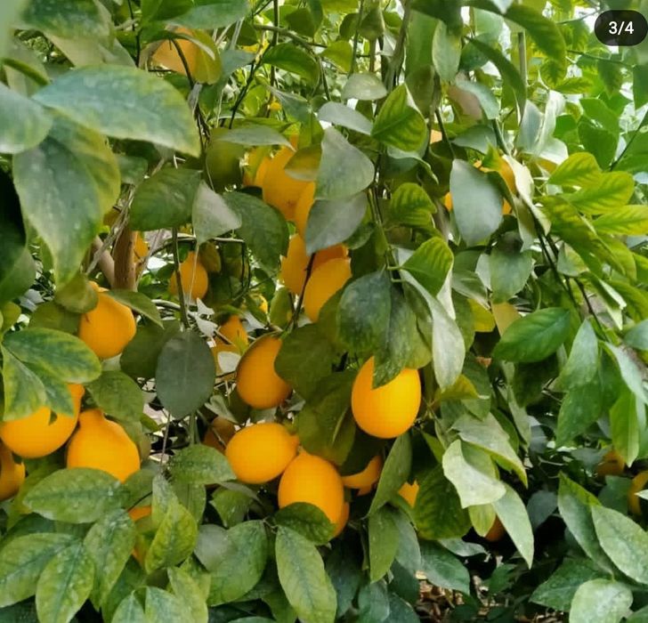 Issiqxona sotiladi ijaraga birladi