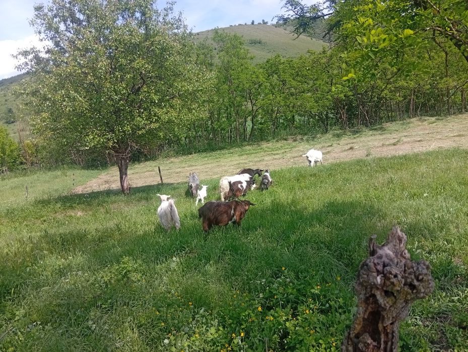 Vând capre și iezi
