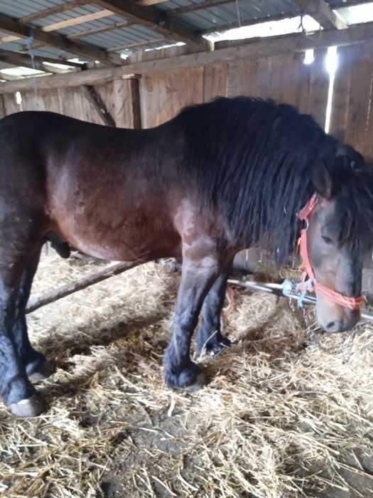 Vanz armăsar de4 ani