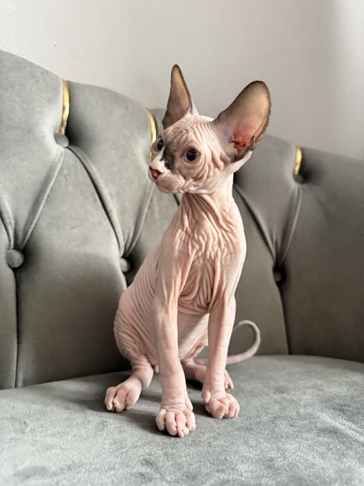 Pui Sphynx Baiat