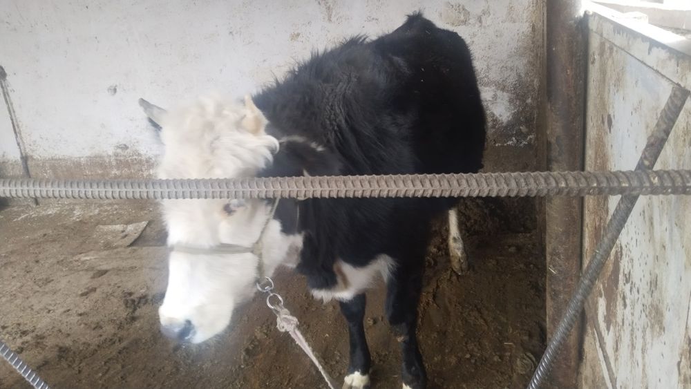 Бірінші тұма құнажын сатылады