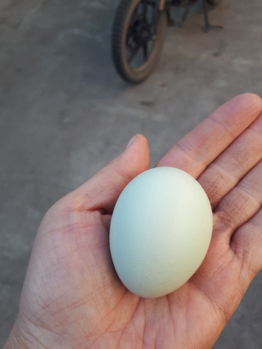 Амераукан петух 6500