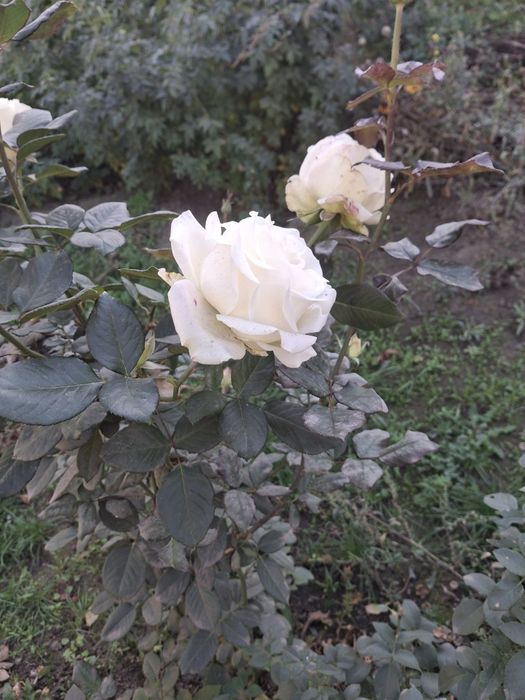 Розы садовые из грунта
