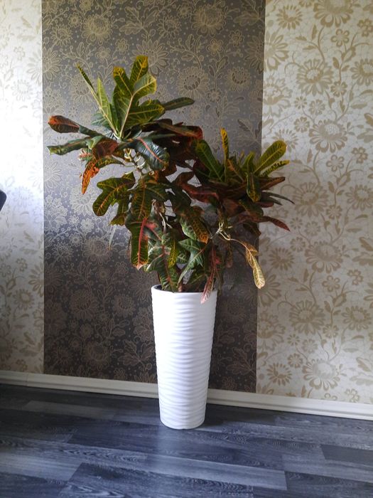 Продам цветок "Кротон"