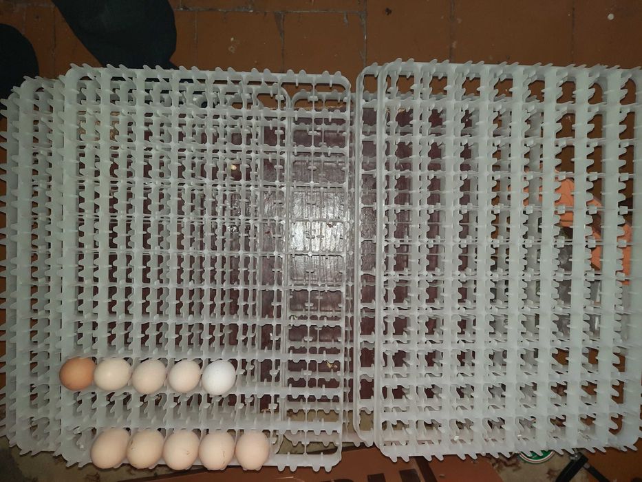 Инкубатор сатылады