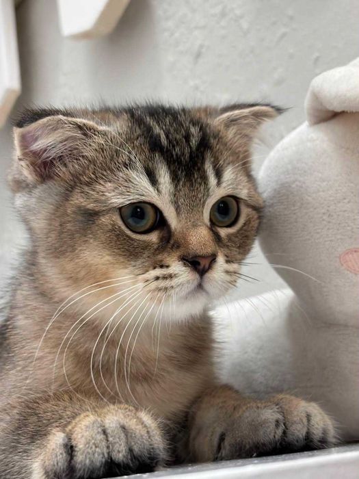 Шотландски котенца