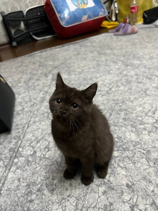 Скоттиш Страйт ,