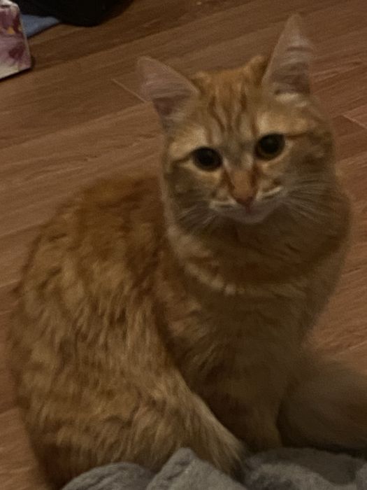 Хотим отдать 2 стереализованных кошек в добрые руки