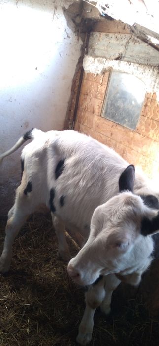 Vițea   de  Vînzare