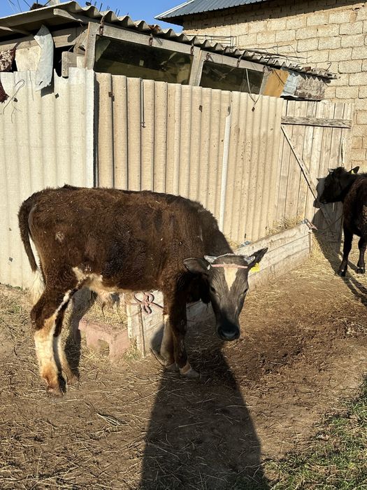 Бұзау сатылады Шымкент срочно