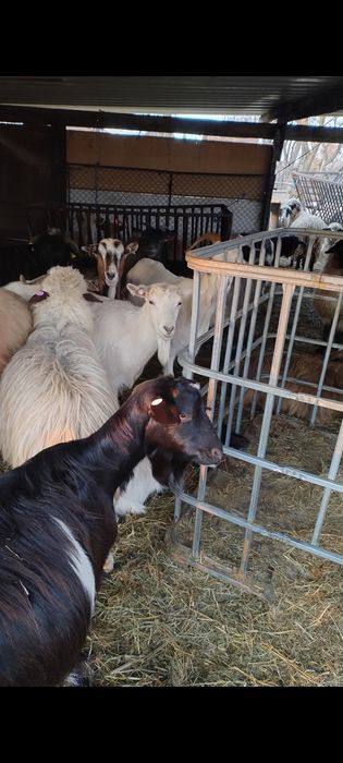 Capre tinere și iede