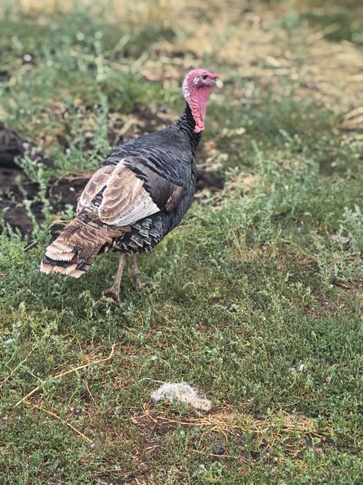 Предлагам Пуяци !