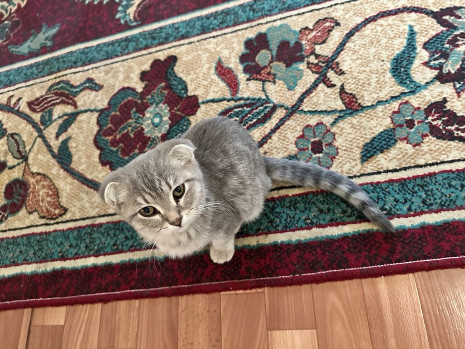 Продается котенок