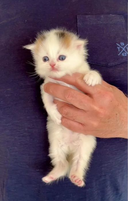 Веслоухие котята, все девочки