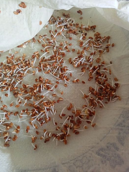 Люцерново семе (семена люцерна)