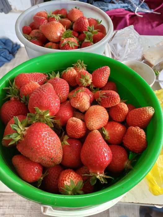 Продам клубнику дачную.