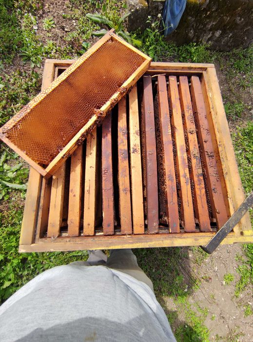 Пчелни семейства, кошери и инвентар