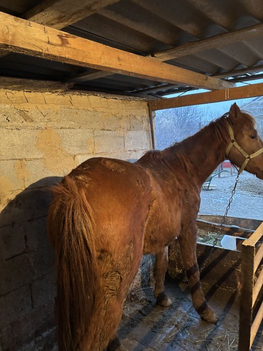 Байтал.сатылады