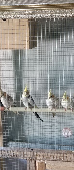 Karella bollari  4 oyli boʻpqogan
