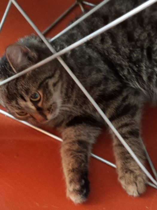 Отдам в добрые руки