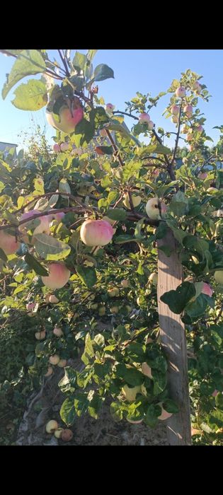 Продам незатапливаемую дачу